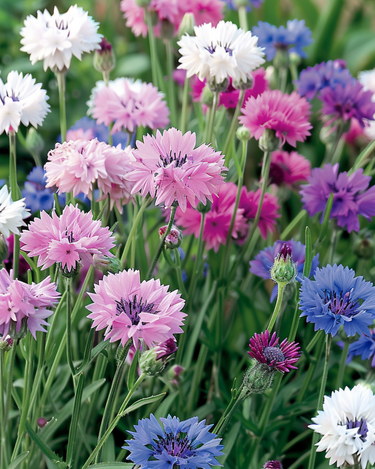 Kornblomstfrø Mixed (Centaurea cyanus) – etårig blomst