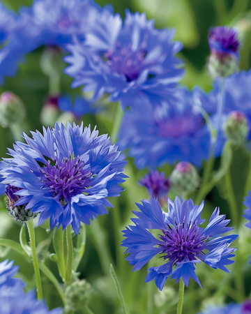 Kornblomstfrø Blue Ball (Centaurea cyanus) – etårig blomst