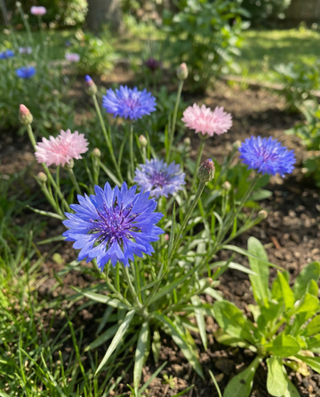 Cornflower Polka Dot Mix (Centaurea cyanus) – annual flower seeds from SeedsChoice