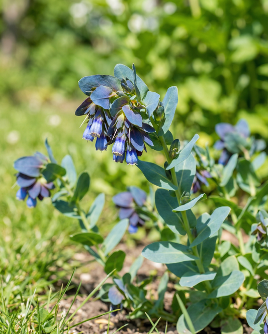 Honeywort Pride Of Gibraltar (Cerinthe major) – etårige blomsterfrø fra SeedsChoice