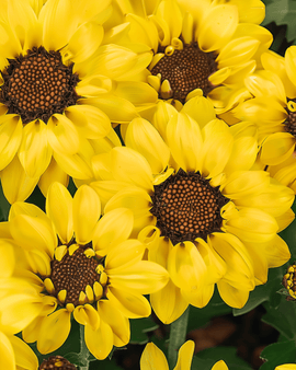 Kornblomstfrø Eldorado Chrysanthemum segetum etårig