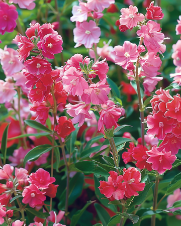Double Flowered Mixed frø (Clarkia unguiculata) – etårig blomst