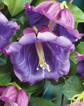Cup And Saucer Vine Seeds Cobaea Scandens Annual Climber Purple Flowers
