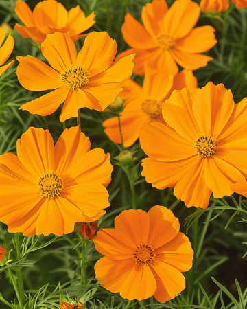 Sunset-frø (Cosmos sulphureus) – etårig blomst