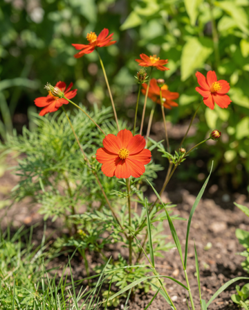 Sunset (Cosmos sulphureus) – frø til etårige blomster fra SeedsChoice