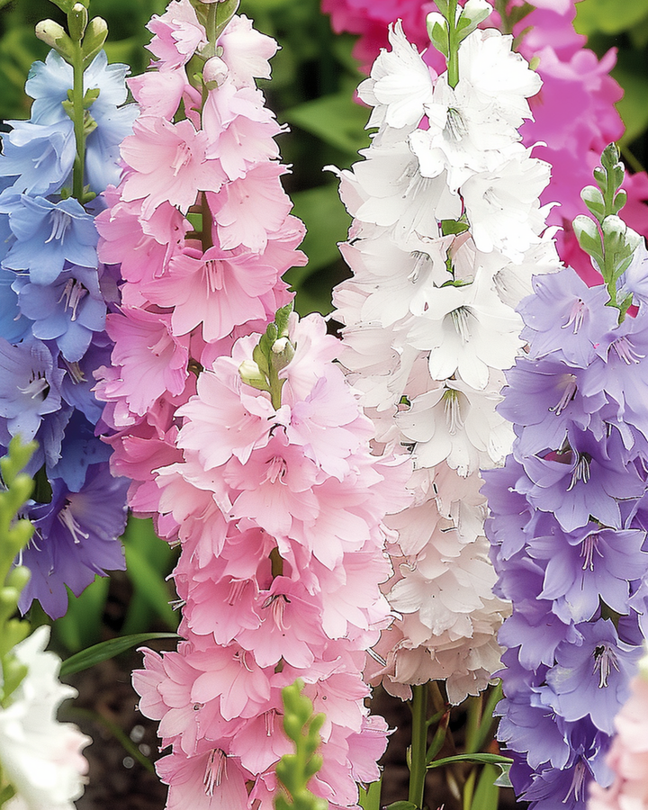 Ridderspore Hyacinth Flowered Mixed frø (Delphinium ajacis) – enårig blomst