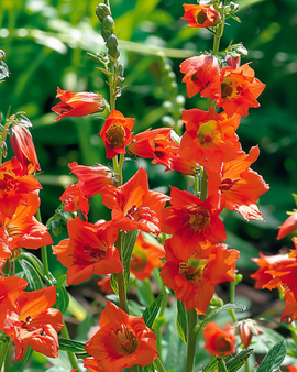 Larkspur Seeds Delphinium Nudicaule Fox Annual Orange Red