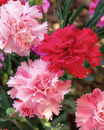 Chabaud nellikefrø (Dianthus caryophyllus) – etårig blanding
