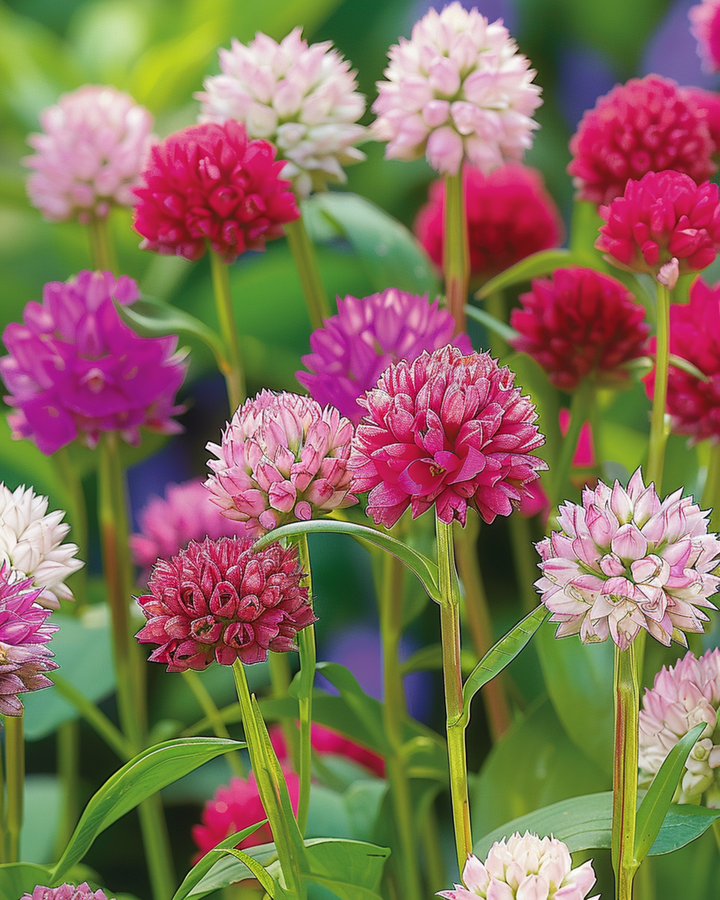 Globe Amaranth Mixed seeds (Gomphrena globosa) – annual flower