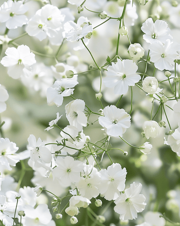 Baby's Breath Covent Garden frø (Gypsophila elegans) – etårig