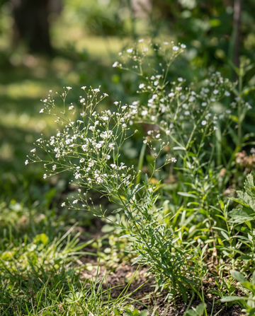 Baby's Breath Covent Garden (Gypsophila elegans) – etårige frø fra SeedsChoice