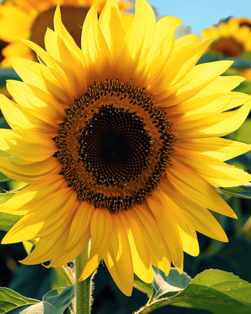 Solsikke Single Giant 250 cm frø (Helianthus annuus) – etårig blomst