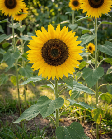 Enkelt kæmpesolsikke 250 cm (Helianthus annuus) – ettårige blomsterfrø fra SeedsChoice