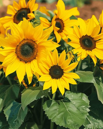 Solsikkefrø Pacino (Helianthus annuus) – enårig blomst
