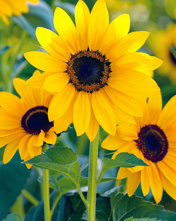 Solsikke Stella frø (Helianthus debilis) – etårig blomst