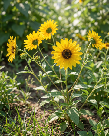 Solsikke Stella (Helianthus debilis) – etårige blomsterfrø fra SeedsChoice