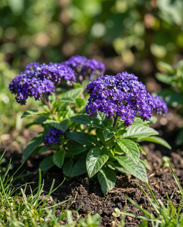 Heliotrope Marine (Heliotropium arborescens) – etårige blomsterfrø fra SeedsChoice
