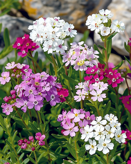 Candytuft Mixed Seeds Iberis Umbellata Annual