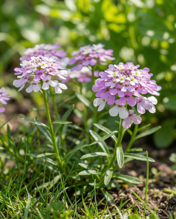 Candytuft Mixed (Iberis umbellata) – frø til enårig blomsterblanding fra SeedsChoice