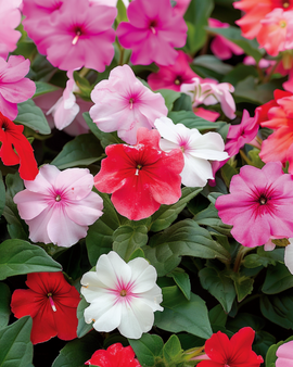 Flittige Lise frø Impatiens Walleriana Safari F2 Mixed etårig