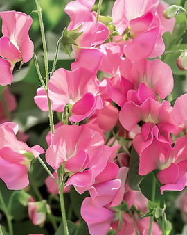 Sweet Pea Seeds Royal Family Pink Annual Lathyrus Odoratus
