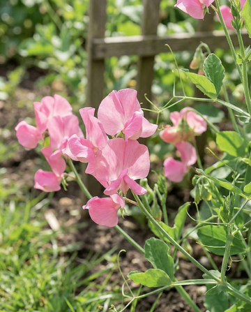 Sweet Pea Royal Family Pink (Lathyrus odoratus) – frø til enårig blomst fra SeedsChoice