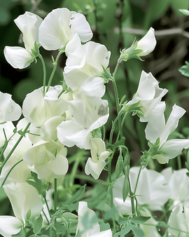 Sweet Pea Seeds Royal Family White Annual Lathyrus Odoratus