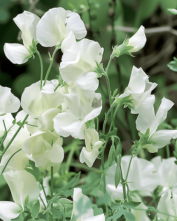 Sweet Pea Royal Family White frø (Lathyrus odoratus) – enårig blomst