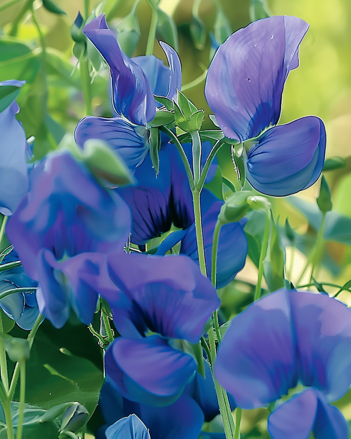 Sweet Pea Royal Family Blue Climbing seeds (Lathyrus odoratus) – annual climber