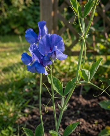 Sweet Pea Royal Family Blue Climbing (Lathyrus odoratus) – frø til enårig klatreplante fra SeedsChoice