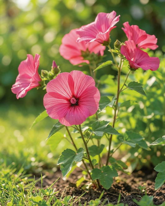 Katost Rose Red (Lavatera trimestris) – etårige frø fra SeedsChoice