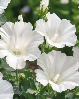 Frø til Katost Mont Blanc Lavatera trimestris etårig blomst