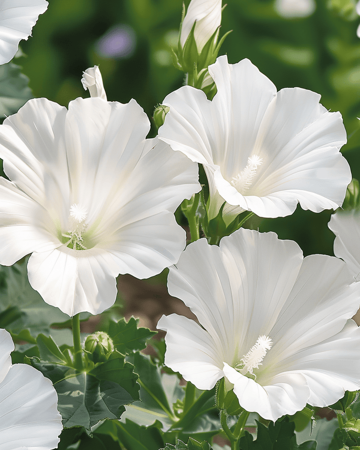 Frø til Katost Mont Blanc (Lavatera trimestris) – etårig blomst