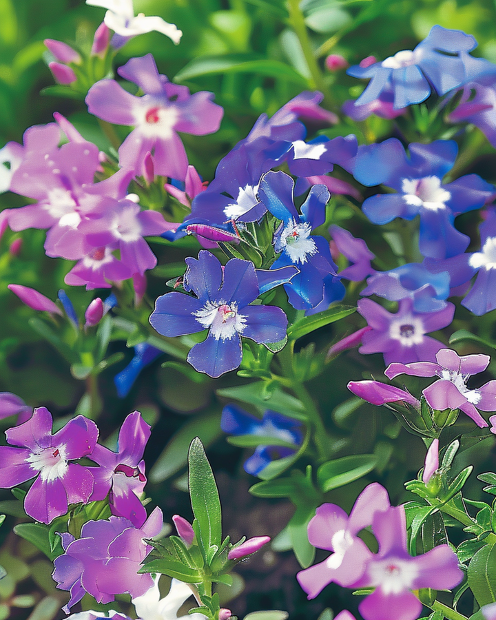 String Of Pearls Mixed seeds (Lobelia erinus) – annual mix
