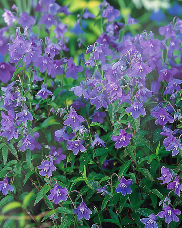 Trailing Sapphire frø (Lobelia erinus) – etårig