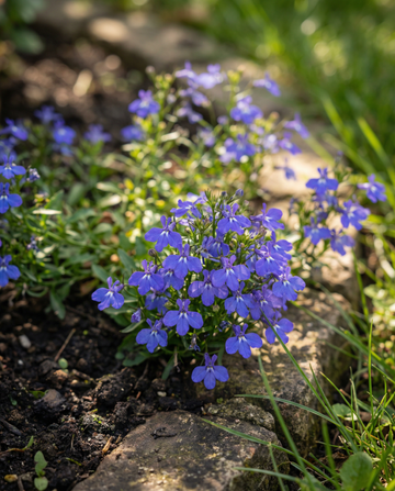 Trailing Sapphire (Lobelia erinus) – etårige frø fra SeedsChoice