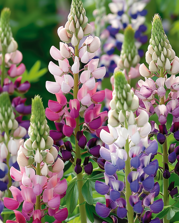 Lupin Pixie Delight frø (Lupinus nanus) – ettårig blomst