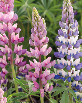 Lupinfrø Lupinus hartwegii blandet enårig blomstersorter