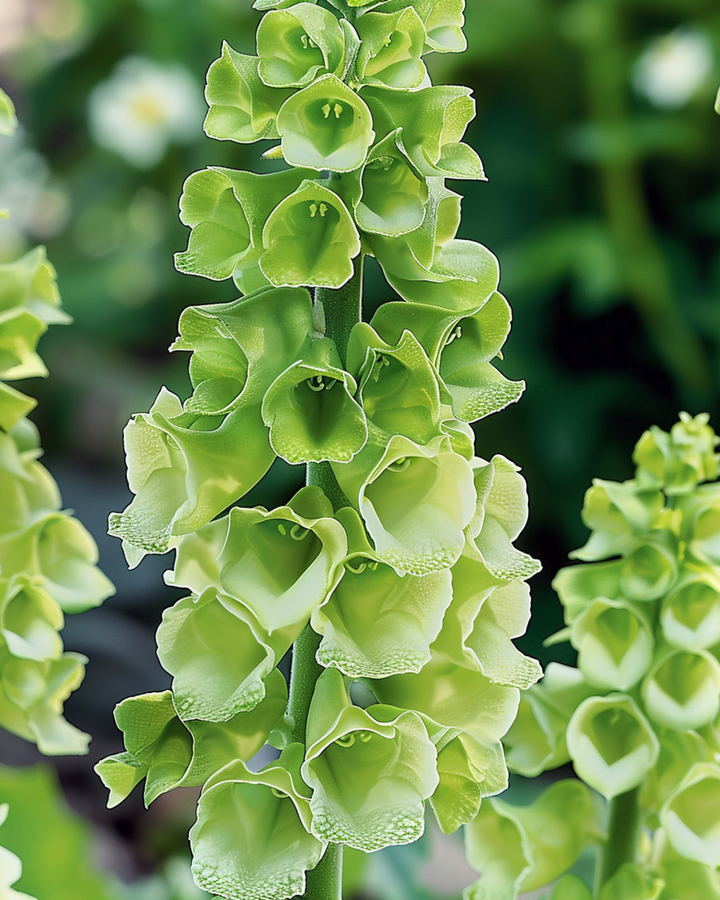 Bells Of Ireland frø (Moluccella laevis) – etårig blomst