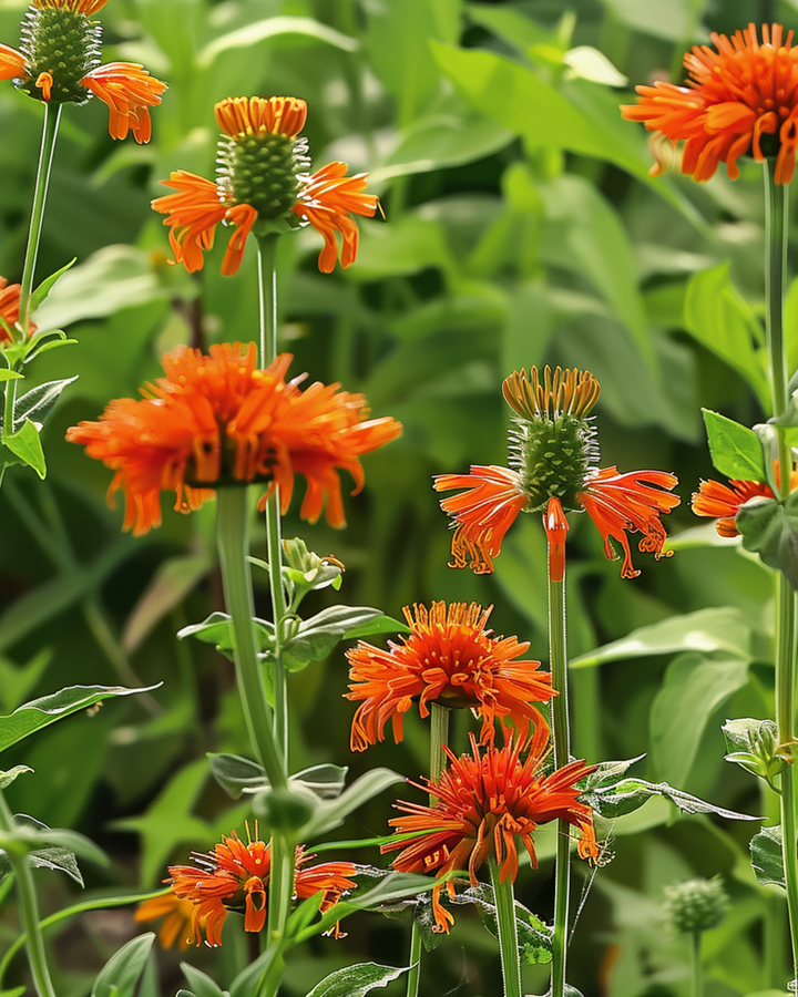 Lion's Ear Orange Blooms frø (Leonotis nepetifolia) – etårig blomst