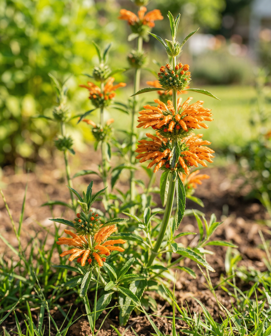 Lion's Ear Orange Blooms (Leonotis nepetifolia) – etårige blomsterfrø fra SeedsChoice