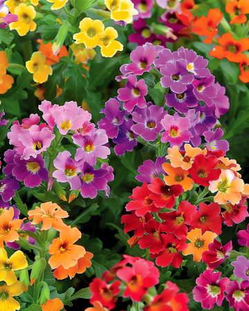 Carnival Mixed seeds (Nemesia strumosa) – annual mix