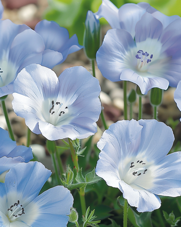 Baby Blue Eyes Sky Ground Cover seeds (Nemophila menziesii) – annual