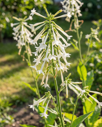 Nicotiana Sylvestris hvid 150 cm høj – enårige blomsterfrø fra SeedsChoice