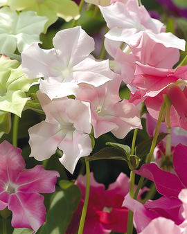 Nicotiana Nana Seeds Tinkerbell F2 Annual Nicotiana Nana