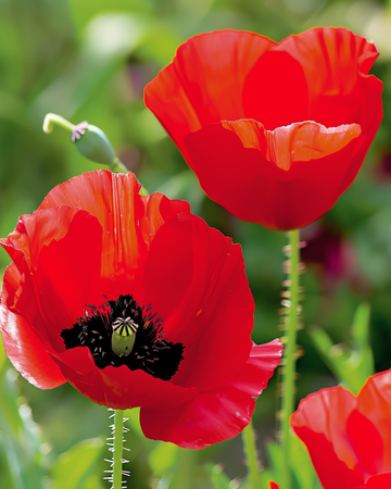 Tulipvalmue frø (Papaver glaucum) – etårig blomst