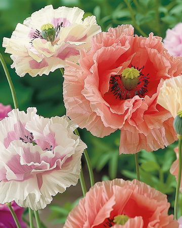 Blandede farver frø (Papaver paeoniflorum) – etårig blomsterblanding