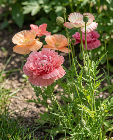 Blandede farver (Papaver paeoniflorum) – frø til etårig blomsterblanding fra SeedsChoice