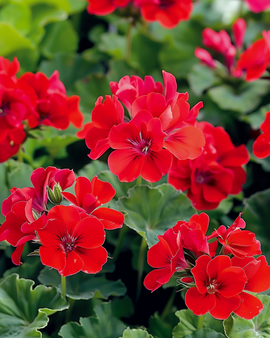 Geranium Mustang F1 frø Pelargonium zonale etårig