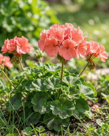 Geranium Chérie F1 (Pelargonium zonale) – etårige frø fra SeedsChoice